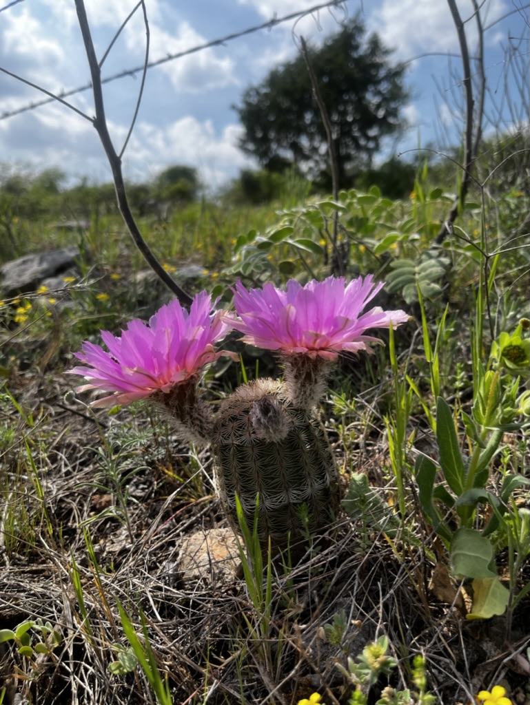 These little barrel cactus show their beautiful blooms once a year for 1 day.  It is an amazing sight to see these flowers all across the pasture and along the side of the road.